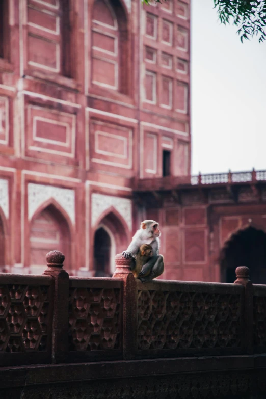 a monkey sitting on a fence in front of a building, inspired by Steve McCurry, unsplash contest winner, arabesque, taj mahal, red sandstone natural sculptures, parks, “ painting