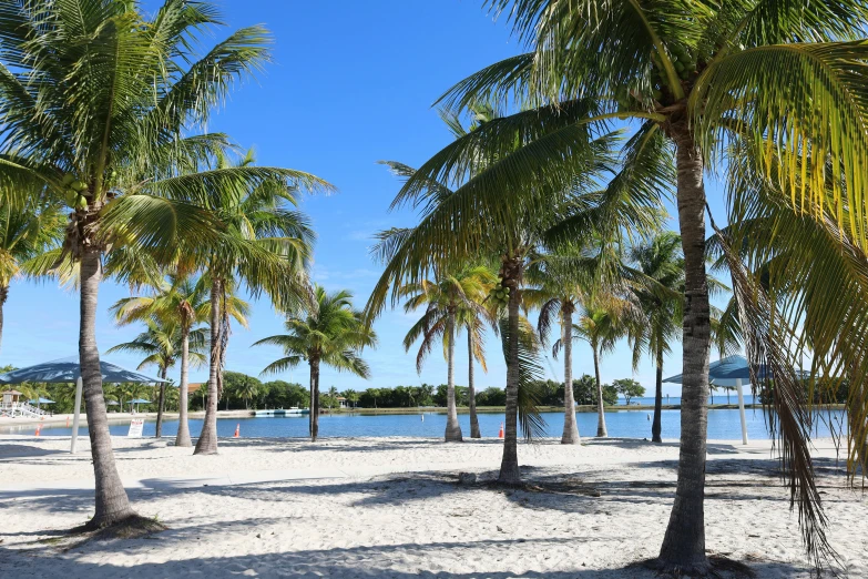 a beach with palm trees and a body of water, miami, profile image