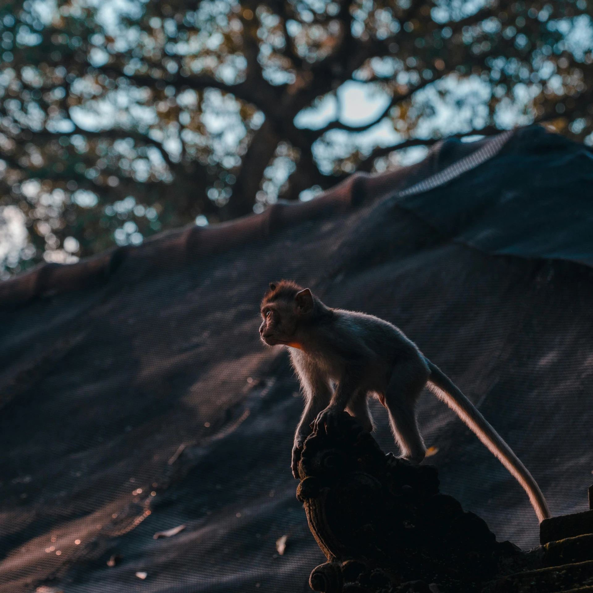 a monkey sitting on top of a rock next to a tree, by Adam Marczyński, pexels contest winner, back light, macaque inside alien base, early evening, hd footage