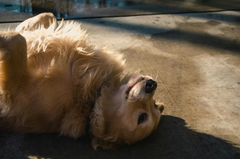 a dog rolling around on its back on the ground, pexels contest winner, sunbathed skin, liquid gold, head slightly tilted, a blond