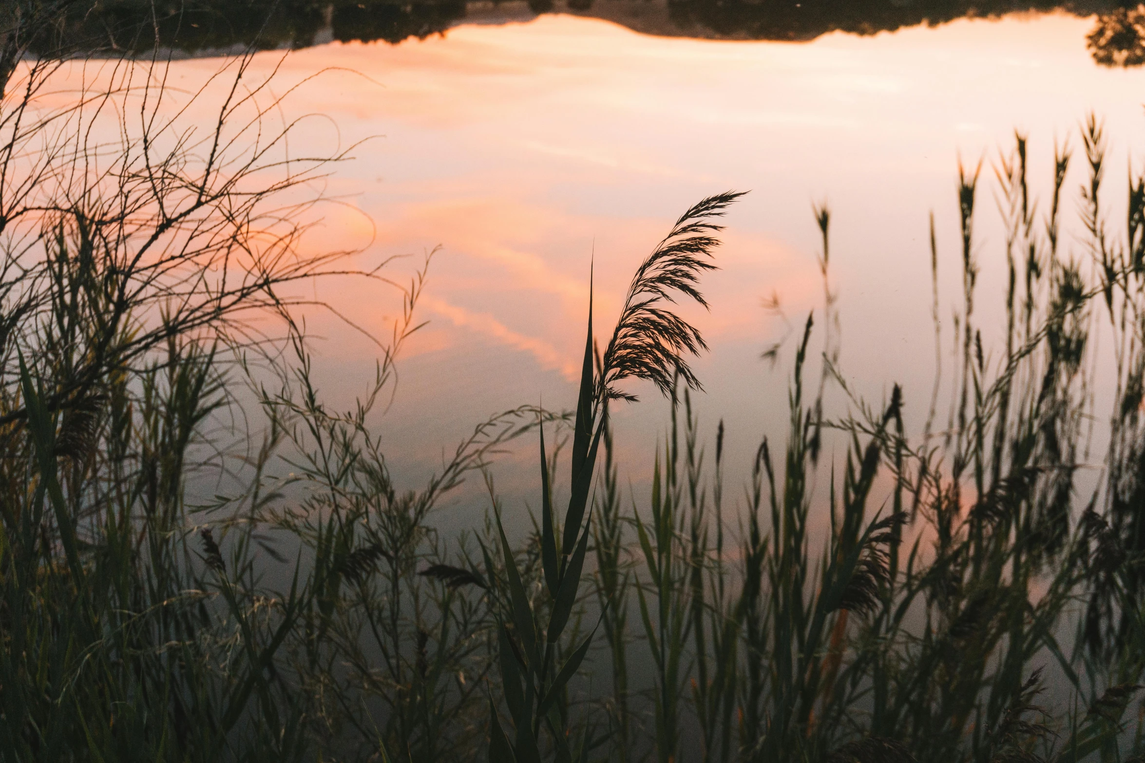 a body of water surrounded by tall grass, pexels contest winner, romanticism, pink golden hour, fan favorite, digital image