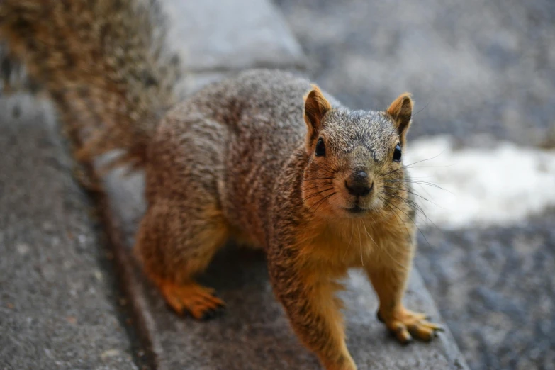 a close up of a squirrel on a sidewalk, pexels contest winner, renaissance, 🦩🪐🐞👩🏻🦳, posing for camera, high resolution photo, recognizable