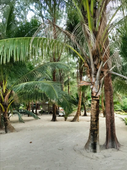 a group of palm trees sitting on top of a sandy beach, lush forests, massive trees with warm windows, coconuts, back yard