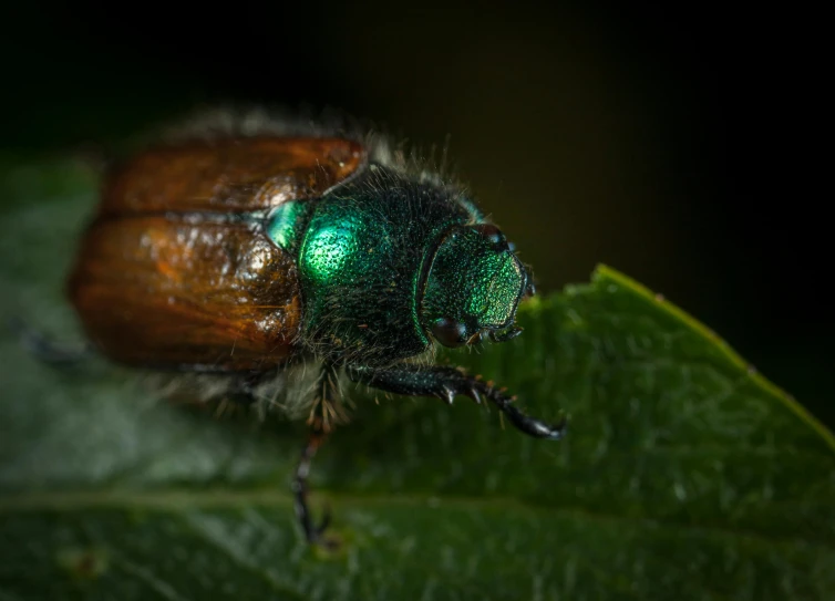 a close up of a beetle on a leaf, pexels contest winner, hurufiyya, dark emerald mist colors, fire flies, green and brown tones, metalic green