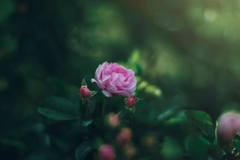 a pink flower sitting on top of a lush green field, inspired by Elsa Bleda, unsplash, romanticism, decorative roses, discovered in a secret garden, paul barson, a few roses