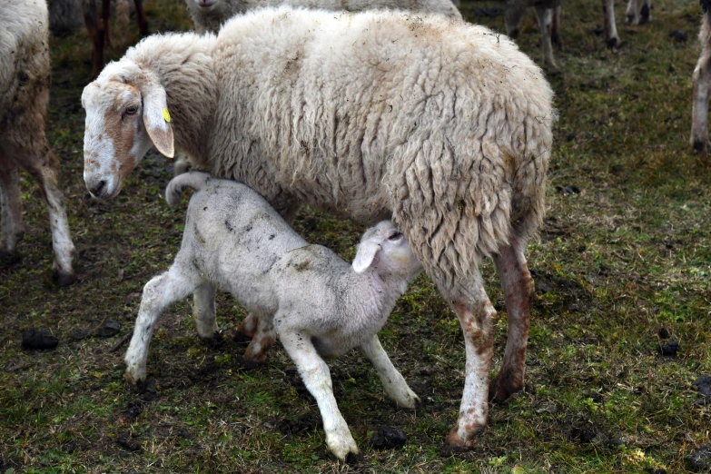 a herd of sheep standing on top of a lush green field, the birth, ap photo, licking out, fur with mud