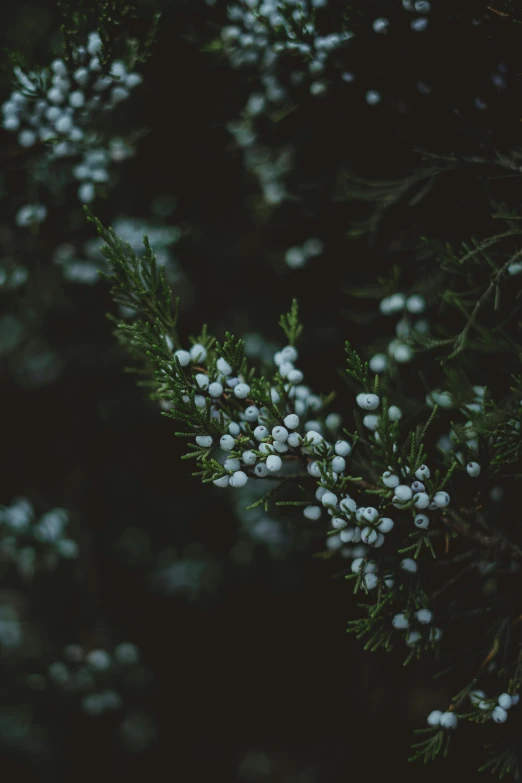 a close up of a plant with white flowers, an album cover, inspired by Elsa Bleda, trending on unsplash, australian tonalism, black fir, berries, myrtle, at nighttime