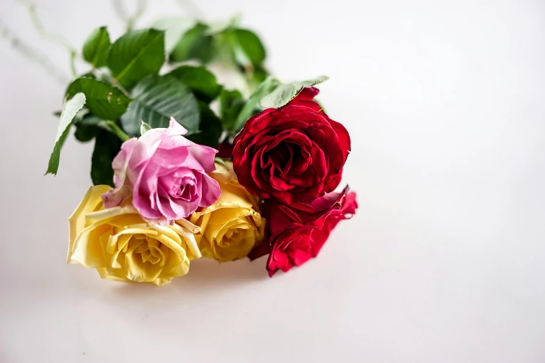 three roses sitting next to each other on a table, multi - coloured, with a white background, product shot, comforting