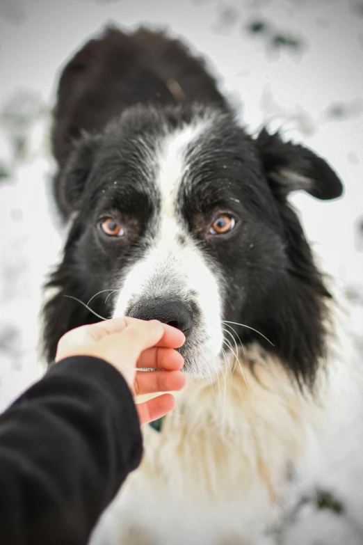 a person feeding a dog a treat in the snow, by Anna Haifisch, pexels contest winner, heterochromia, fluffy face, alaska, hands