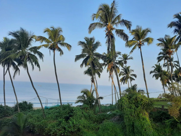a number of palm trees near a body of water, pexels contest winner, kerala village, views to the ocean, profile image, :: morning