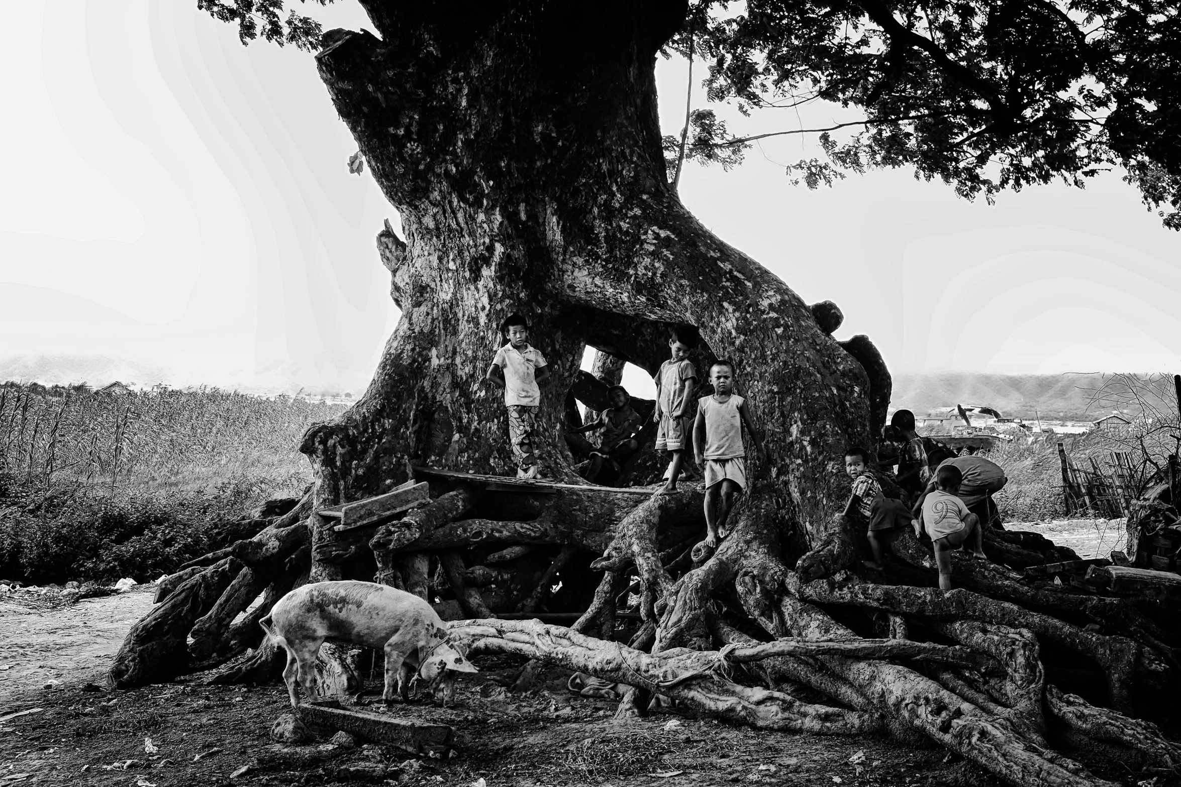 a group of people standing around a tree, by Albert Welti, flickr, pig, ancient tree, kids playing, photograph credit: ap