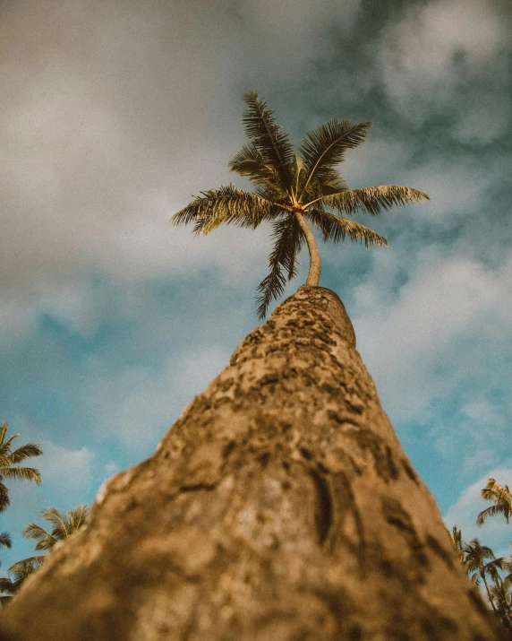 a tall palm tree in front of a cloudy sky, an album cover, pexels contest winner, sumatraism, a wooden, looking up, background image, coconuts