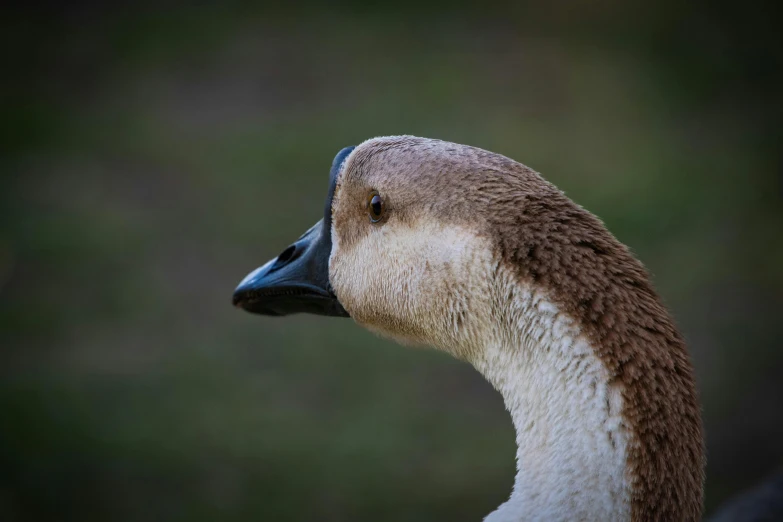 a close up of a duck with a blurry background, pexels contest winner, hurufiyya, goose, profile pose, subject= duck, museum quality photo