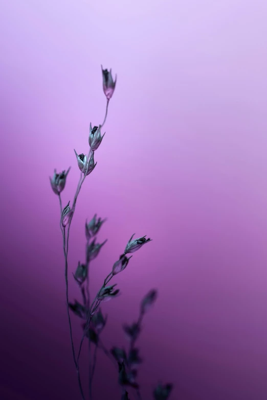 a close up of a plant with a pink sky in the background, a picture, by Arie Smit, conceptual art, second colours - purple, soft light - n 9, made of liquid purple metal, paul barson