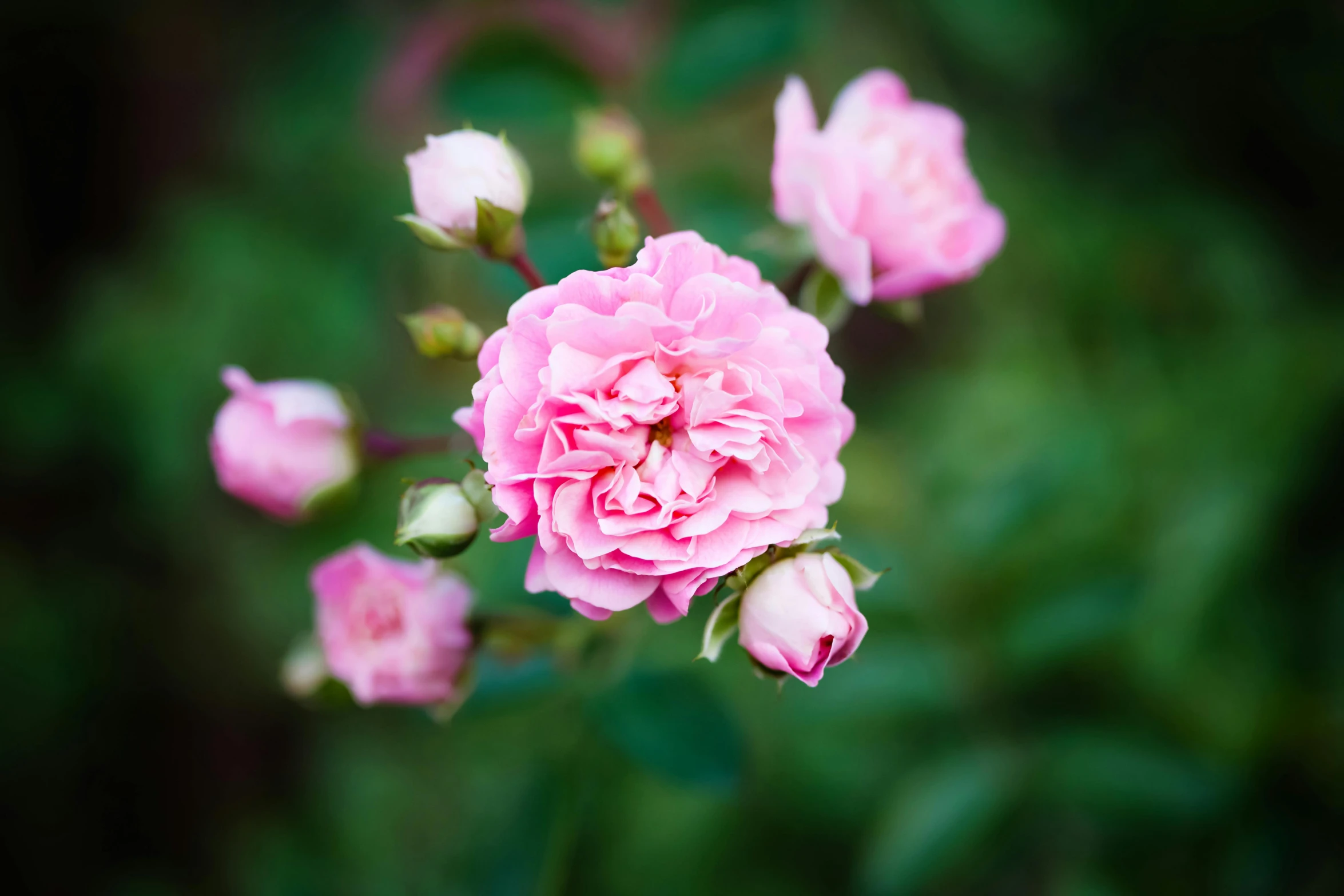 a close up of a pink flower with green leaves in the background, by Daniel Gelon, unsplash, rose garden, ((pink)), aged 2 5, postprocessed