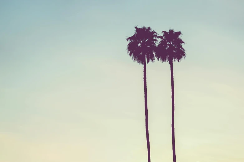 a couple of palm trees standing next to each other, an album cover, unsplash, postminimalism, !dream los angeles, fine art print, frank moth, a delicate