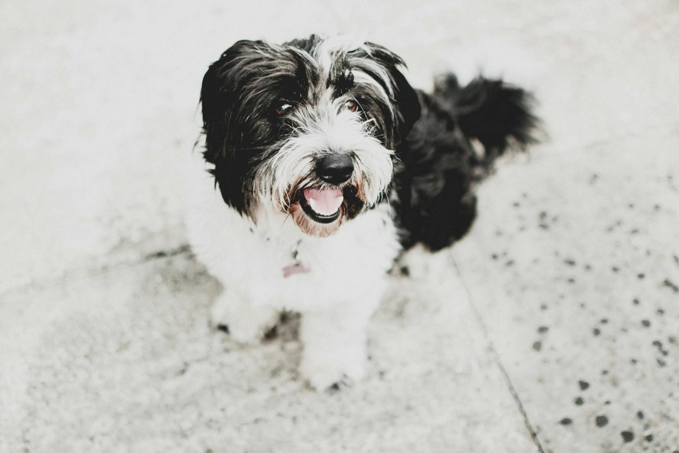 a black and white dog sitting on a sidewalk, smiling down from above, ear floof, pristine and clean, excited