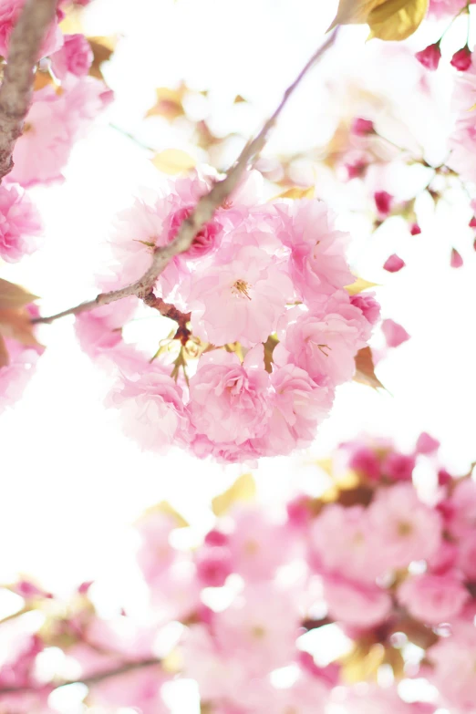 a close up of a tree with pink flowers, with a white background, the sun is shining, japanese collection product, botanicals