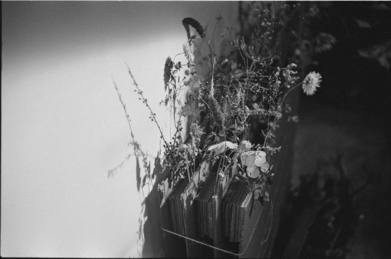 a black and white photo of a vase of flowers, by Maki Haku, herbs hanging, cardboard pinhole camera, filled with fauna, september 1937