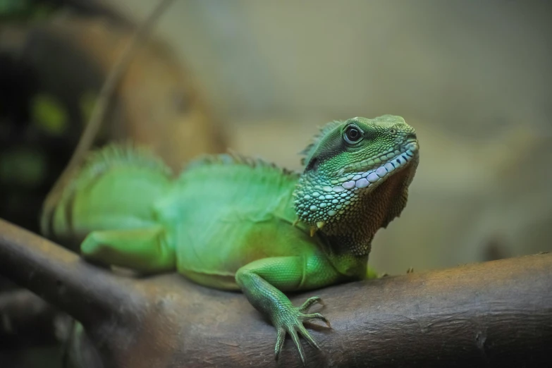 a green lizard sitting on top of a tree branch, pexels contest winner, photorealism, pet animal, giant dragon resting in a cave, 🦩🪐🐞👩🏻🦳, an afghan male type