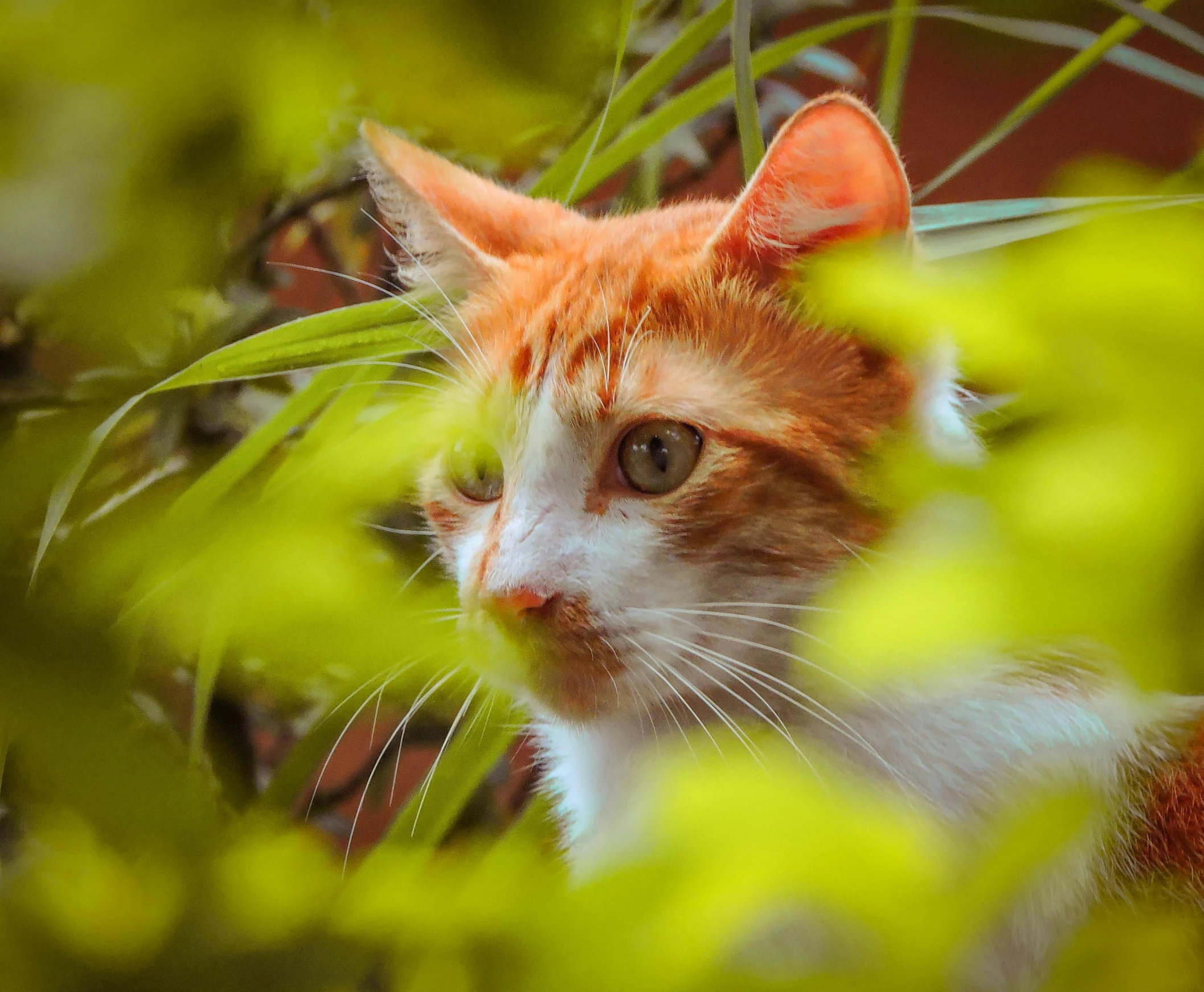 an orange and white cat sitting on top of a lush green plant, a picture, pexels contest winner, his eyes glowing yellow, spying discretly, avatar image, shot with sony alpha 1 camera