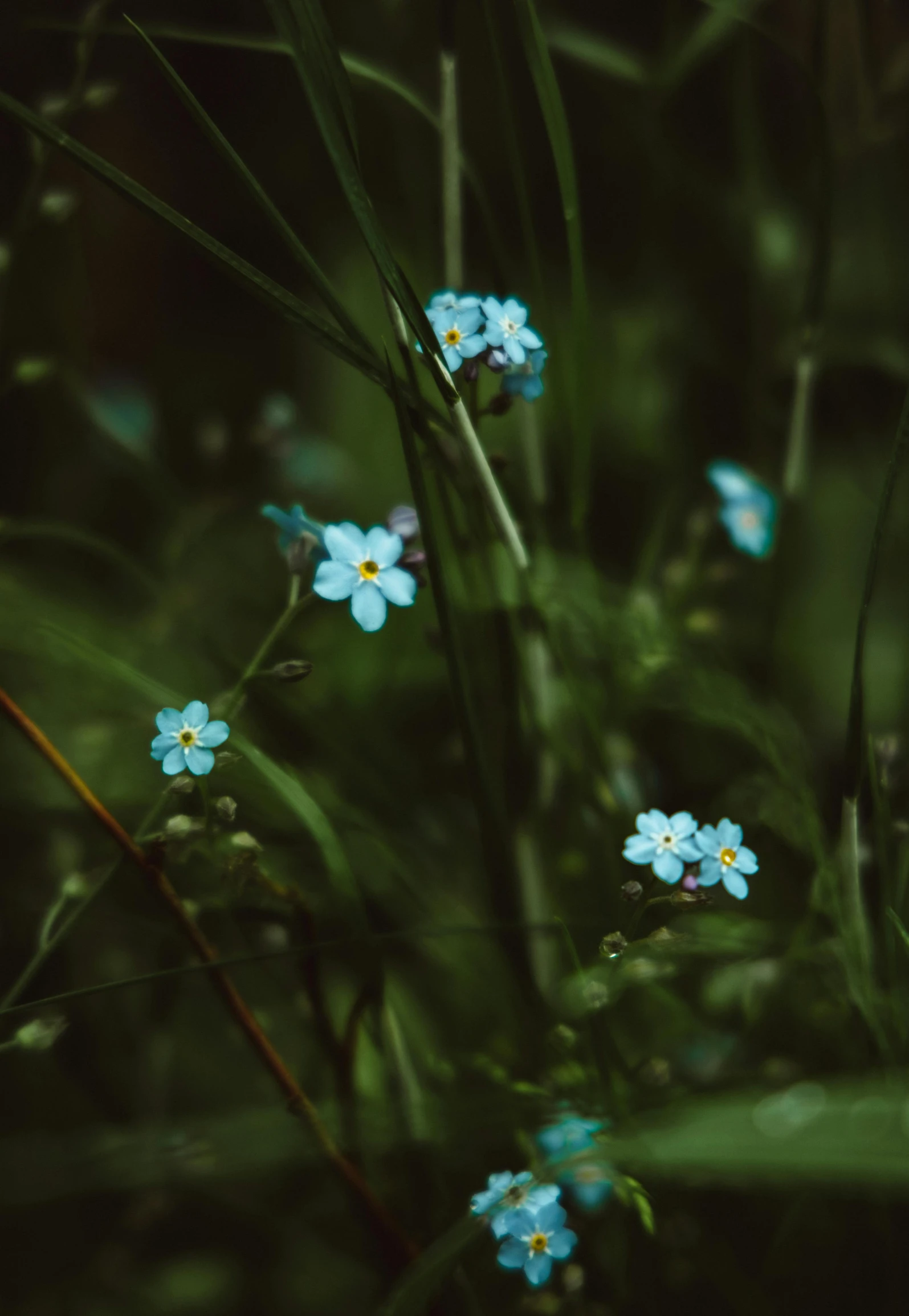 a group of blue flowers sitting on top of a lush green field, inspired by Elsa Bleda, unsplash contest winner, tiny stars, dark. no text, portrait photo, real-life brook