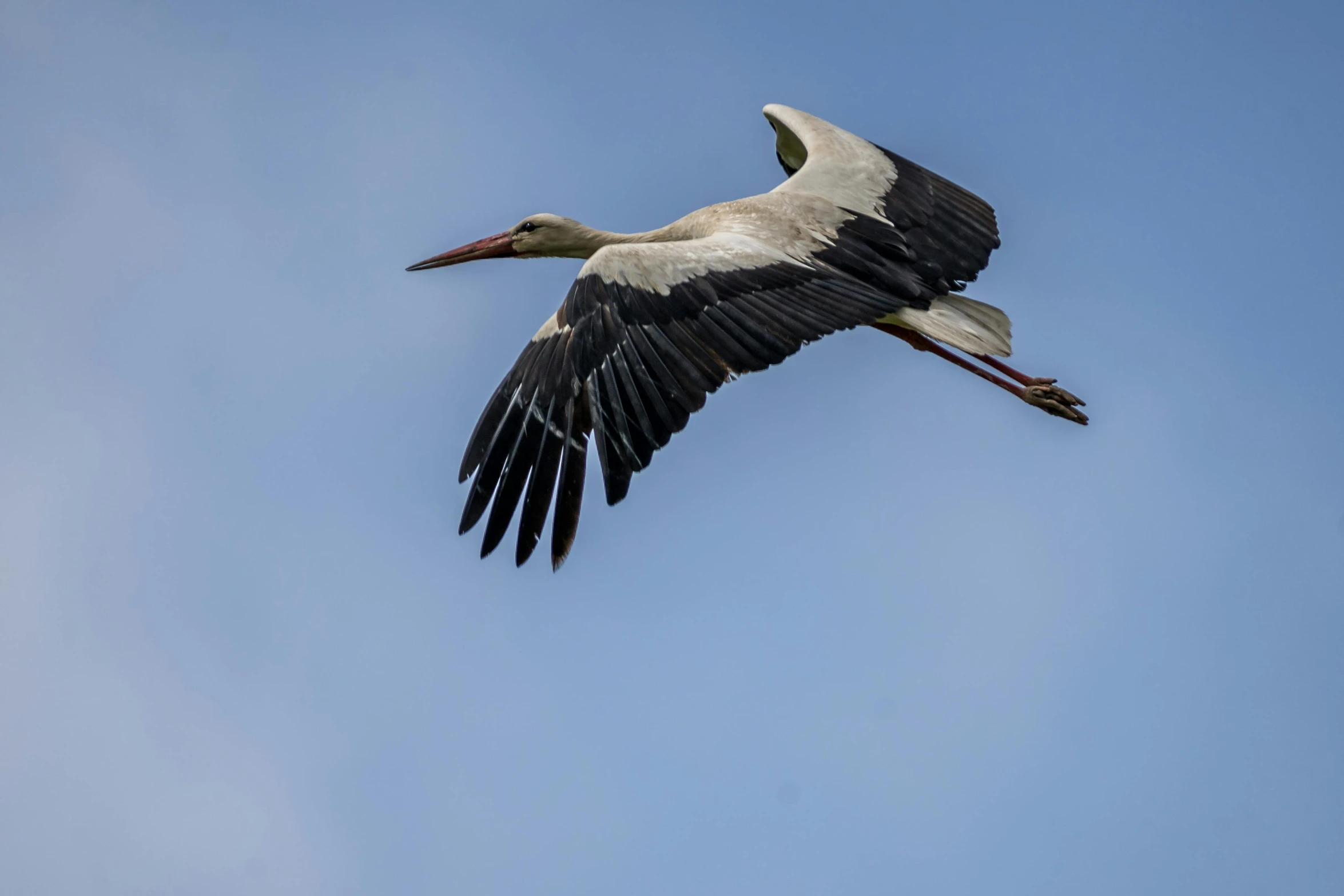 a large bird flying through a blue sky, by Peter Churcher, pexels contest winner, albino, old male, 15081959 21121991 01012000 4k, crane