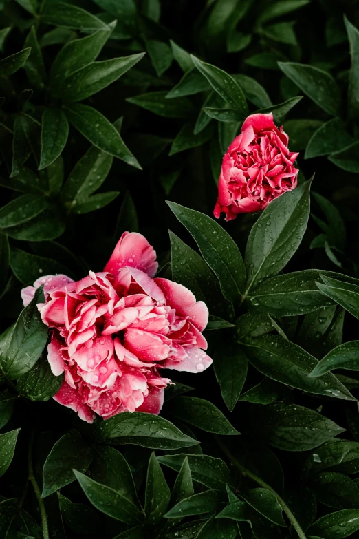 a couple of pink flowers sitting on top of a lush green field, inspired by Thomas Struth, trending on pexels, baroque, red velvet, peony, close-up from above, made of flowers and leaves