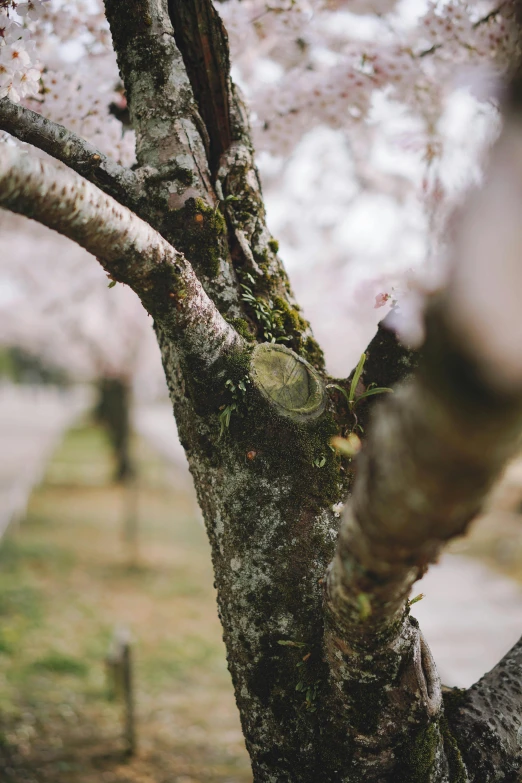 a couple of trees that are next to each other, inspired by Maruyama Ōkyo, unsplash, 50mm close up photography, spring season city, battered, treasures