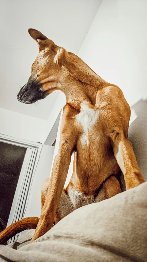 a dog sitting on the back of a couch, a statue, inspired by Elke Vogelsang, trending on pexels, hyperrealism, fleshy musculature, fox legs, shirtless :: high detail, charizard dog hybrid animal