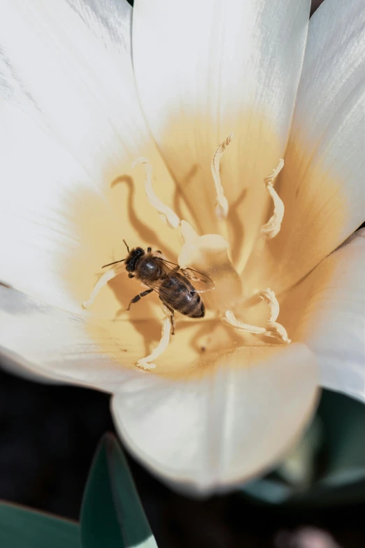 a bee sitting on top of a white flower, renaissance, tulip, national geographic ”, full frame image, alessio albi