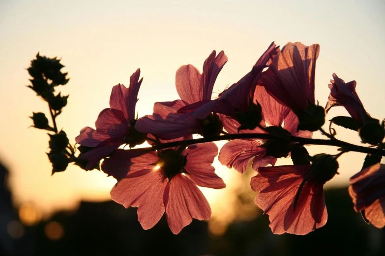 a close up of a flower with the sun in the background, by Carey Morris, pexels contest winner, pink trees, evening light, back light, cosmos