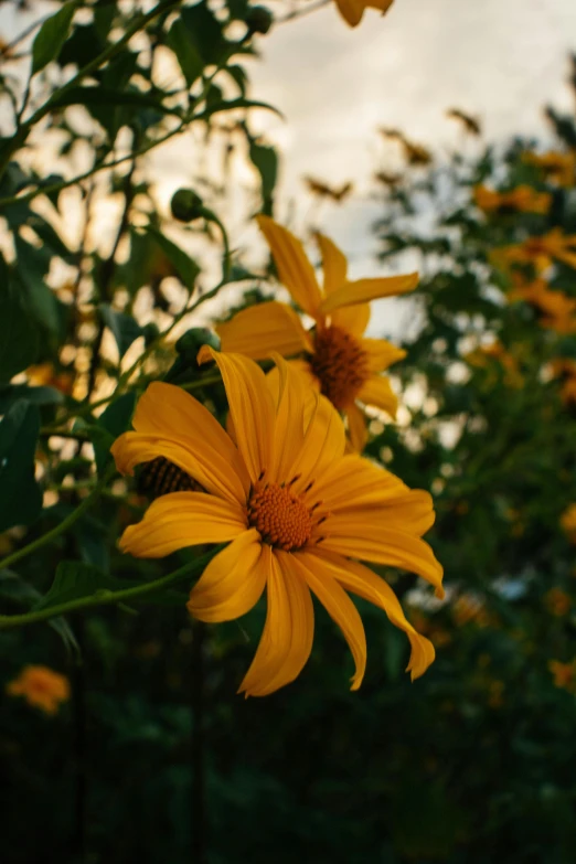 a bunch of yellow flowers sitting on top of a lush green field, a picture, unsplash, late summer evening, in a cottagecore flower garden, over-shoulder shot, slide show