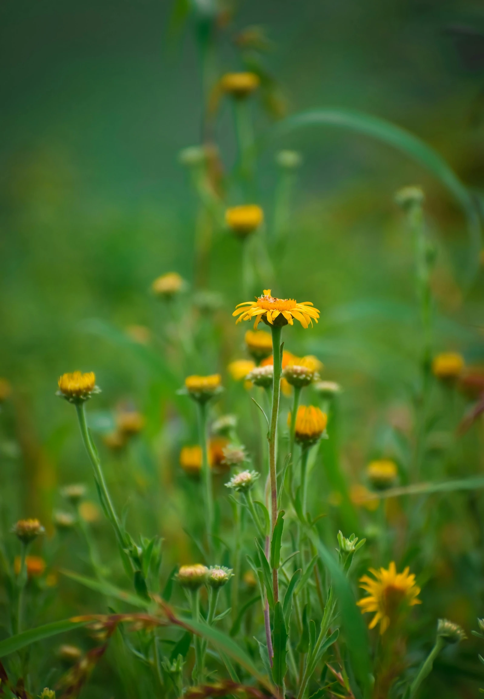 a bunch of yellow flowers sitting on top of a lush green field, a picture, by Jan Tengnagel, unsplash, overcast bokeh - c 8, soft light - n 9, tall thin, ari aster