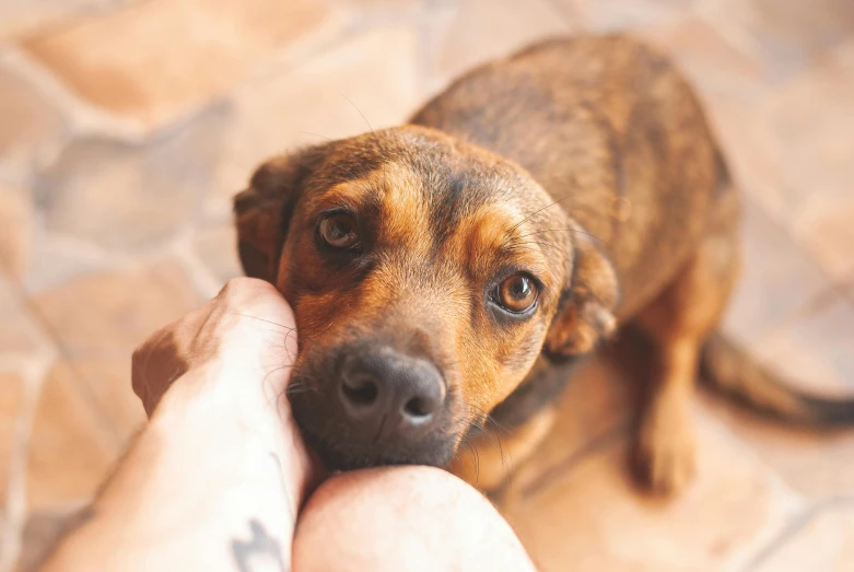 a close up of a person petting a dog, by Emma Andijewska, pexels contest winner, birdseye view, worried, brown, manuka