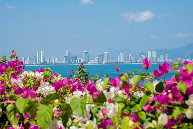 a large body of water with a city in the background, by Carey Morris, pexels contest winner, tropical flowers, avatar image, carnaval de barranquilla, bougainvillea