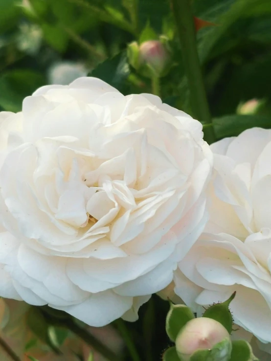 a couple of white roses sitting on top of a lush green field, the empress’ swirling gardens, award winning, nimbus, pictured from the shoulders up