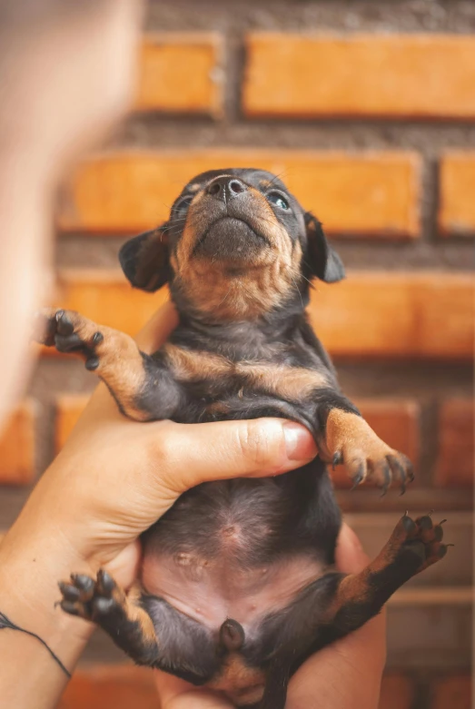 a person holding a small dog in their hands, pexels contest winner, rottweiler rabbit hybrid, brazil, pregnancy, square