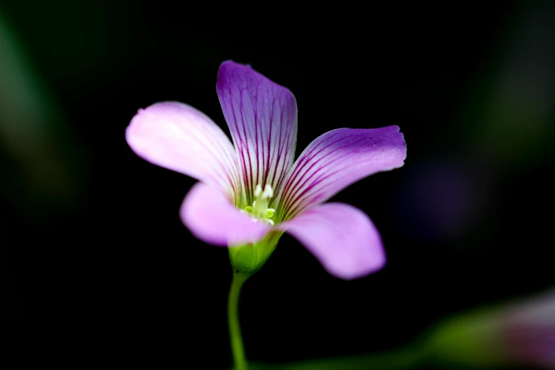 a close up of a small purple flower, by Julian Allen, flax, pink petals fly, clover, paul barson