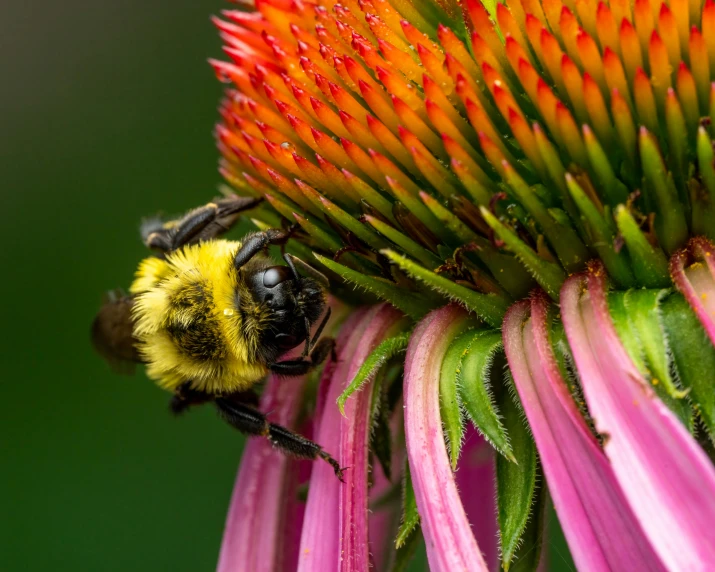 a bee sitting on top of a pink flower, a macro photograph, by Carey Morris, pexels, fan favorite, multi - coloured, bumblebee, by greg rutkowski