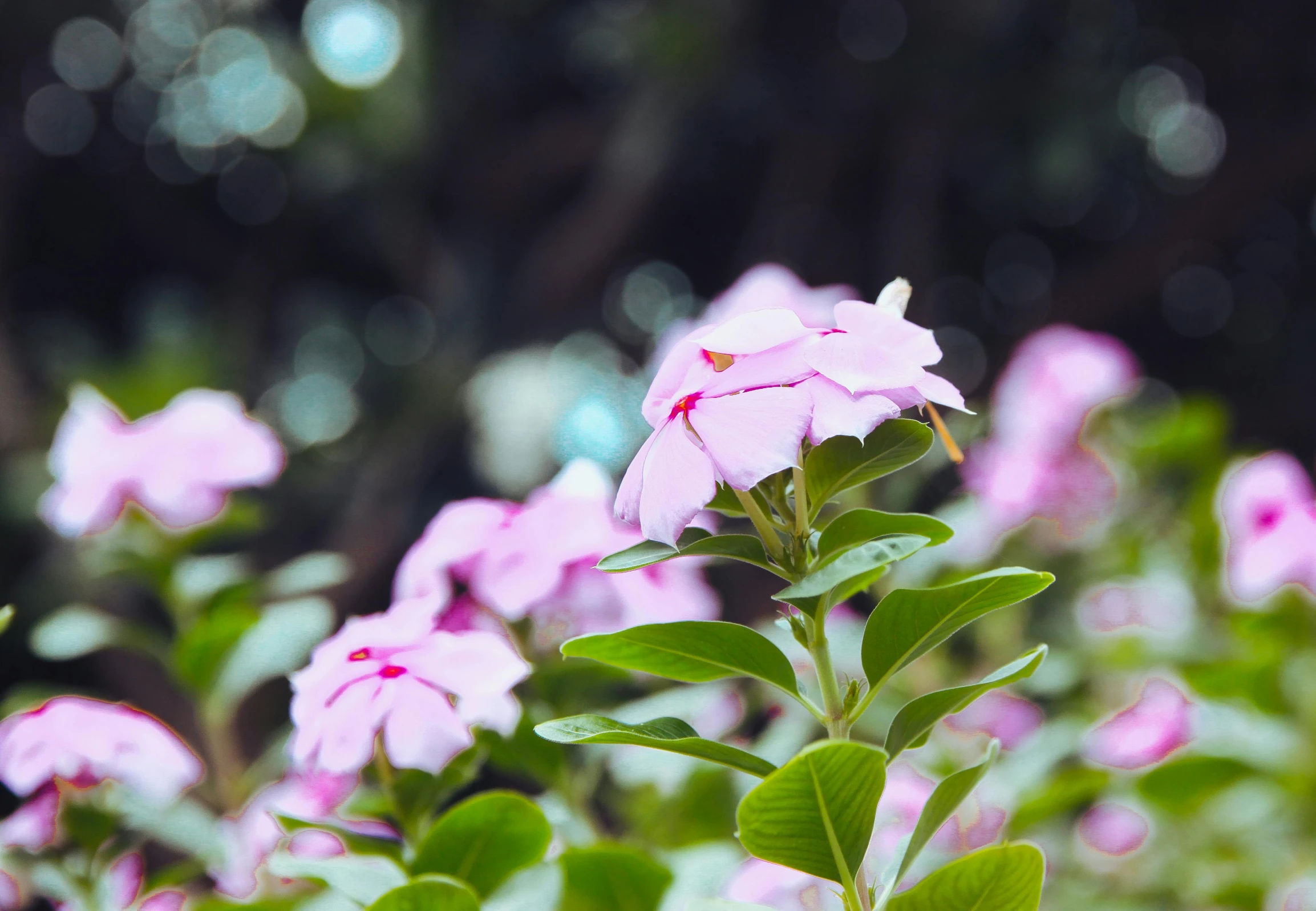 a bunch of pink flowers sitting on top of a lush green field, unsplash, bokeh focus, low quality photo, tropical flower plants, professionally post-processed