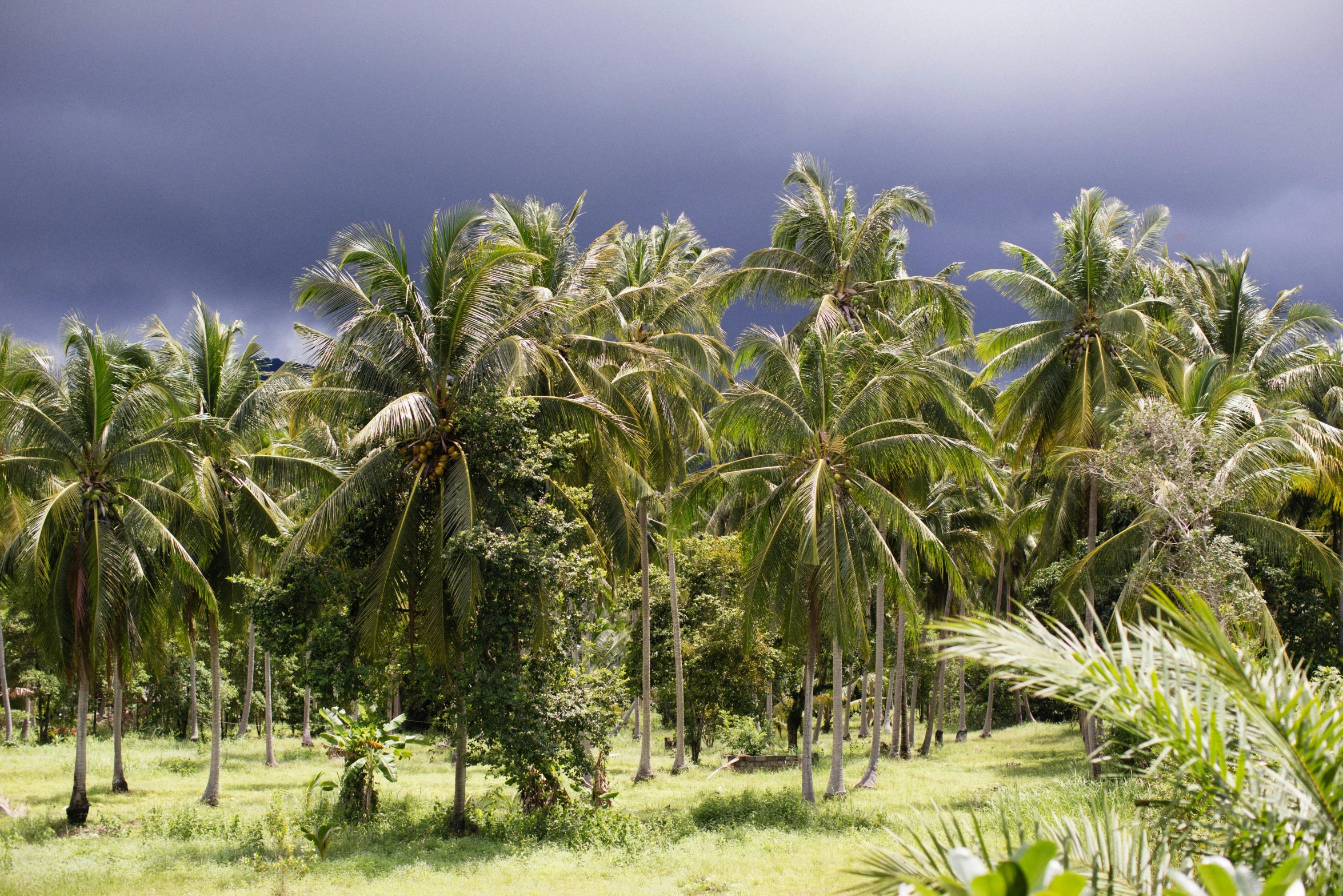 a field full of palm trees under a cloudy sky, by Peter Churcher, sumatraism, dark stormy weather, philippines, a wooden, contain