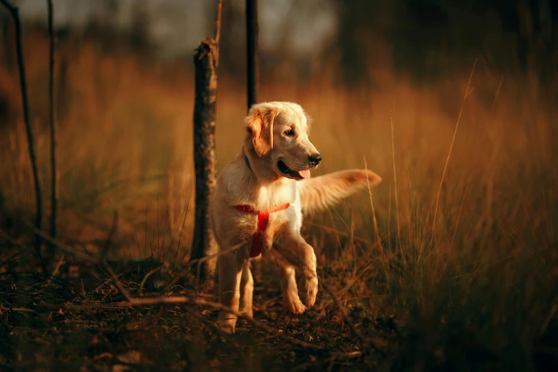 a dog that is standing in the grass, by Jan Tengnagel, pexels contest winner, golden dappled dynamic lighting, hanging from a tree, lachlan bailey, sport