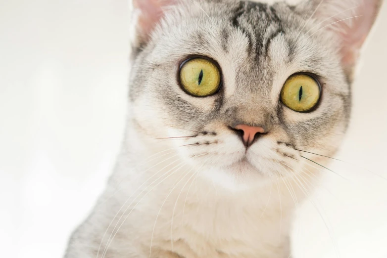 a close up of a cat with yellow eyes, by Emma Andijewska, trending on unsplash, on a pale background, surprised, a blond, armored cat