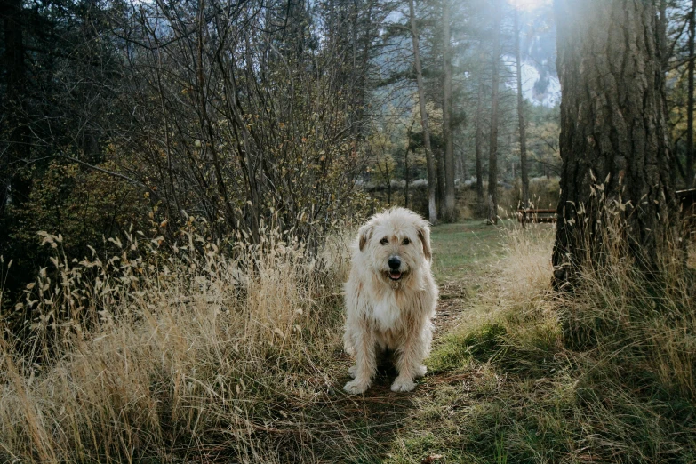 a dog that is standing in the grass, a portrait, by Jessie Algie, unsplash, visual art, in forest, blond, portrait mode photo, cinematic shot ar 9:16 -n 6 -g