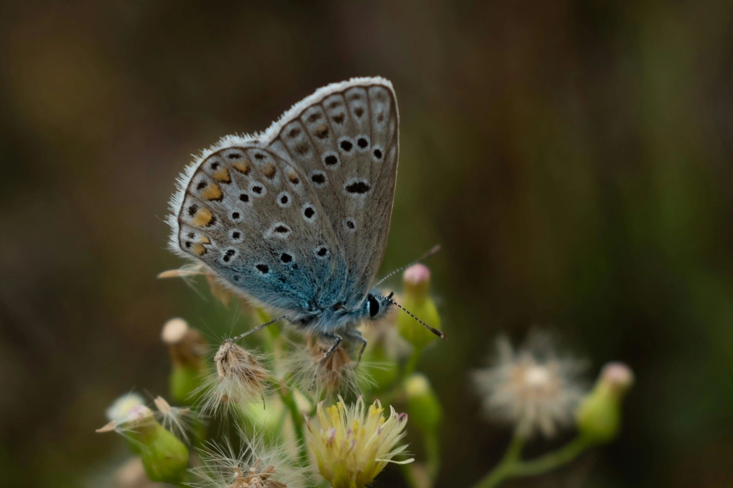 a small blue butterfly sitting on top of a flower, a macro photograph, by Eglon van der Neer, hurufiyya, grey-eyed, slide show, high-angle, a cozy