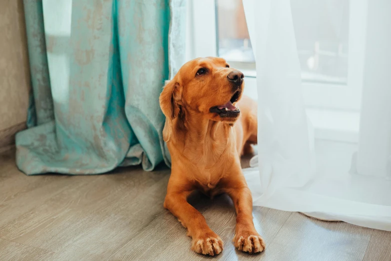 a dog laying on the floor in front of a window, excited, 🦩🪐🐞👩🏻🦳, istock, shiny golden