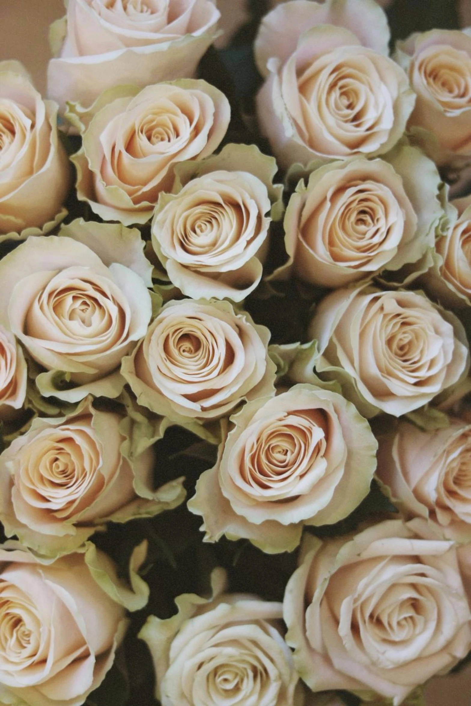 a bouquet of pink roses sitting on top of a table, a digital rendering, by Hyman Bloom, trending on unsplash, romanticism, beige cream natural muted tones, in rows, low detail, blond