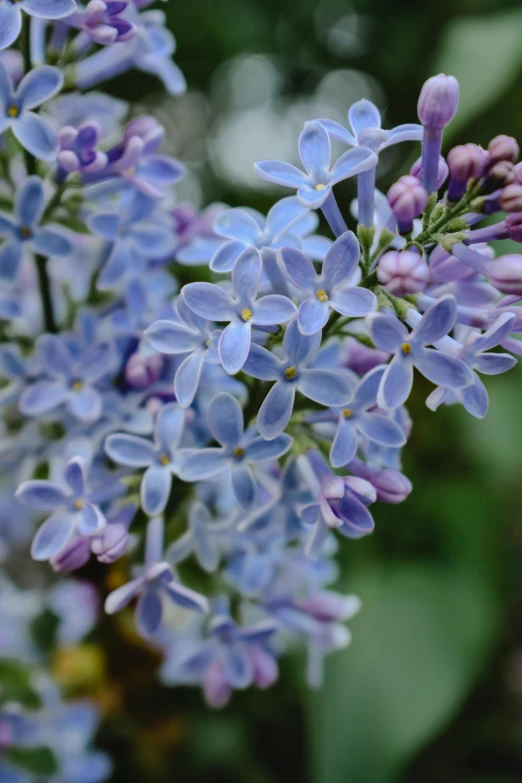 a close up of a bunch of purple flowers, light blue mist, lilacs, subtle detailing, paul barson