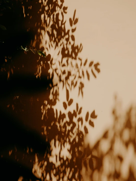 a tree casts a shadow on a wall, by Attila Meszlenyi, pexels contest winner, golden hour closeup photo, extreme bokeh foliage, low quality grainy, silhouette :7